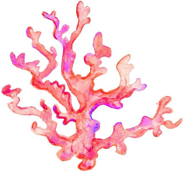 粉色珊瑚
