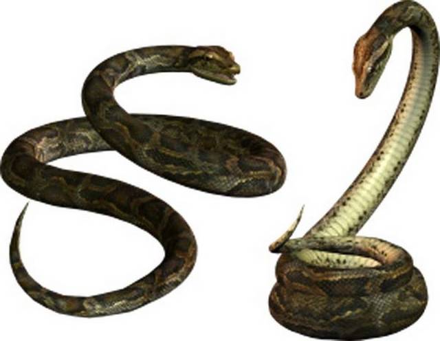 2条蛇