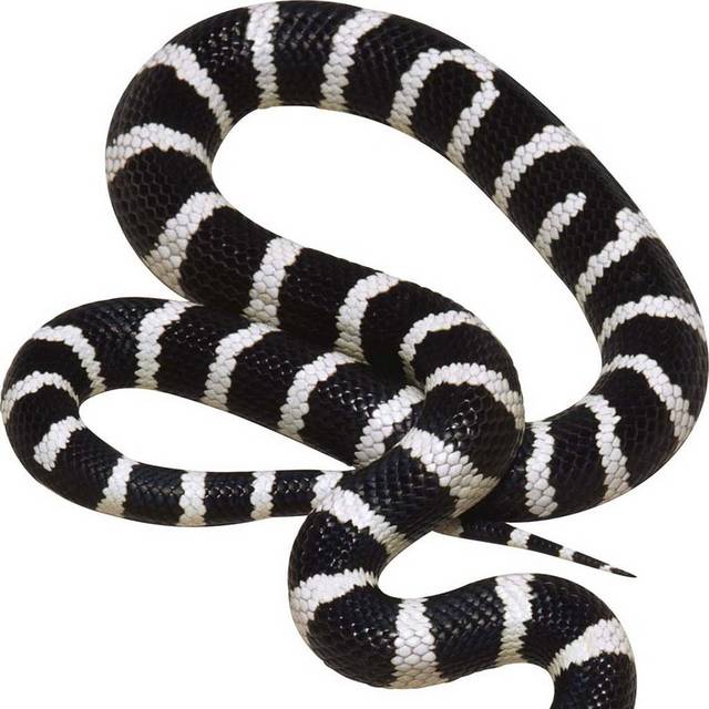 黑白条纹蛇