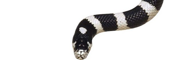 黑白条纹蛇