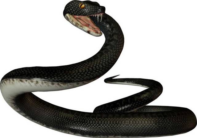 黑蛇素材