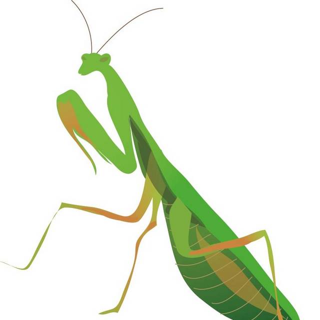 绿色手绘螳螂