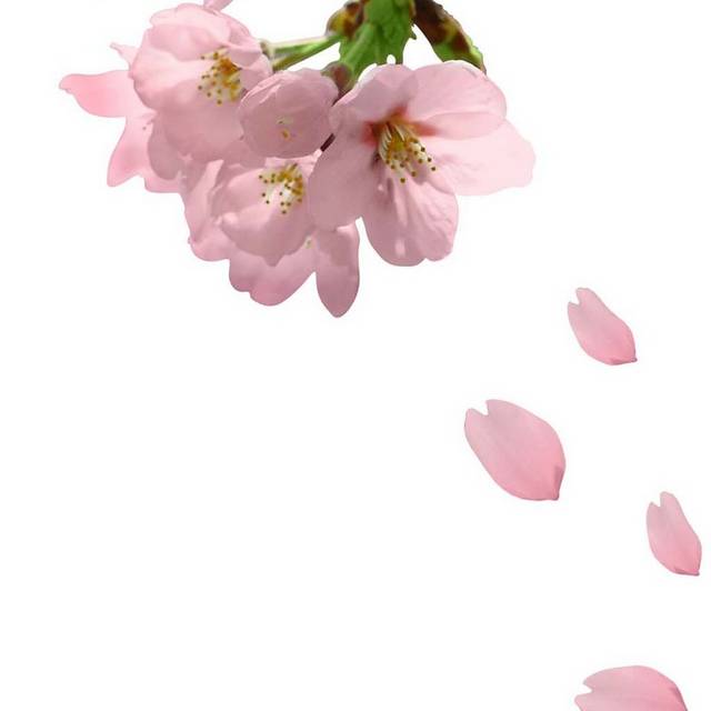 手绘枝头的桃花