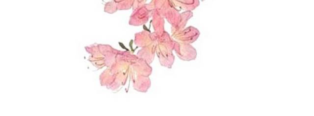 盛开的桃花花枝手绘