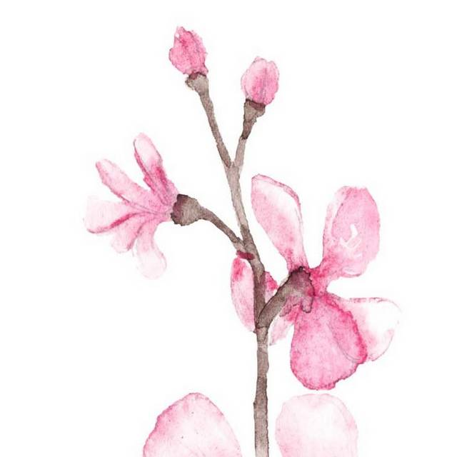 粉色桃花手绘