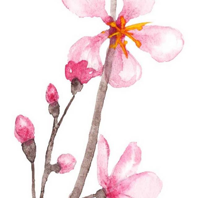 粉色桃花手绘