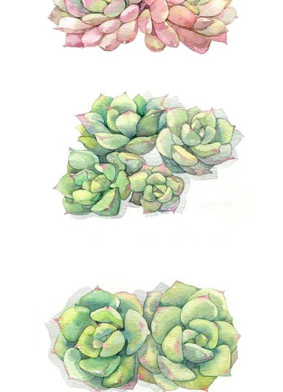 手绘多肉植物素材