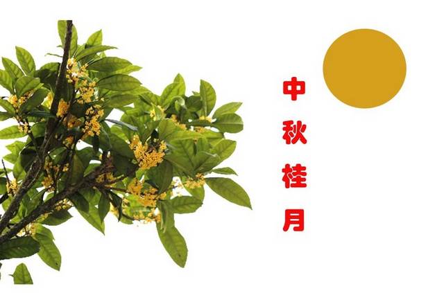 手绘中秋桂花