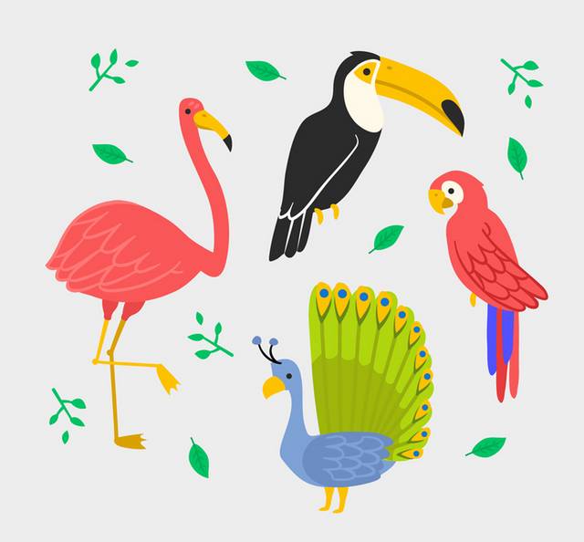 4款彩色孔雀鹦鹉等鸟类矢量图
