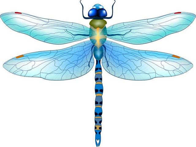 蓝色蜻蜓素材