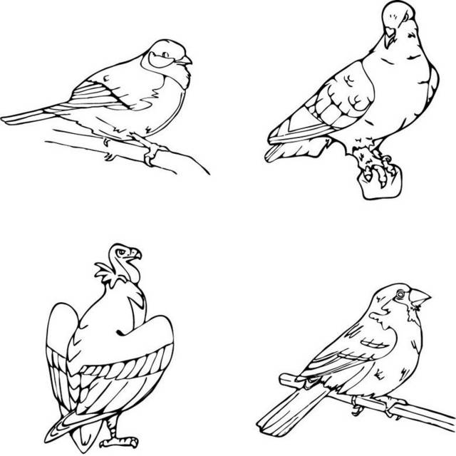 简笔鸽子画