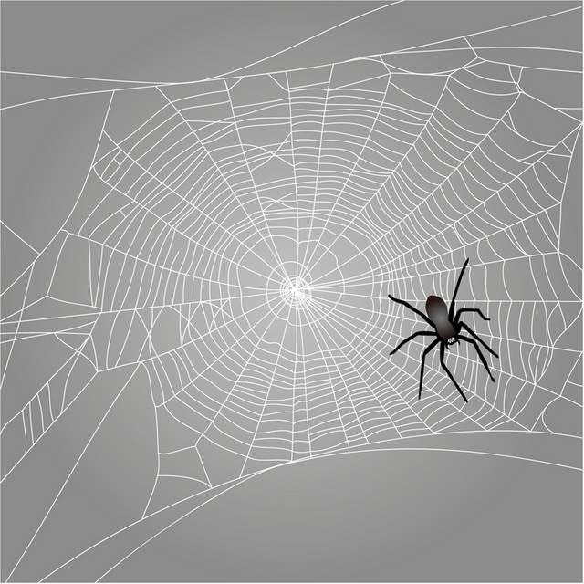 黑蜘蛛白网素材