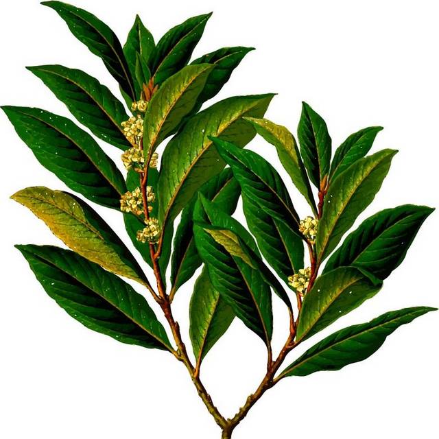 桂花素材