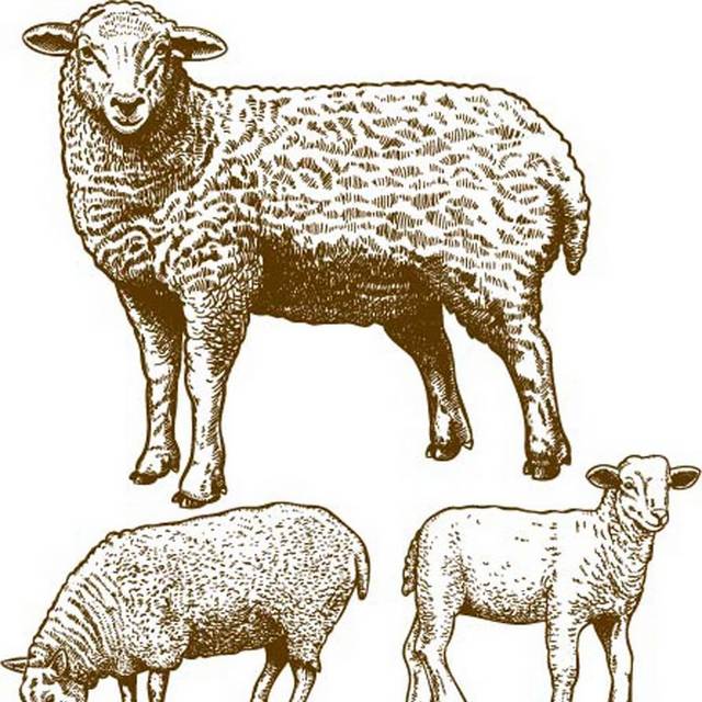 手绘三只羊素材
