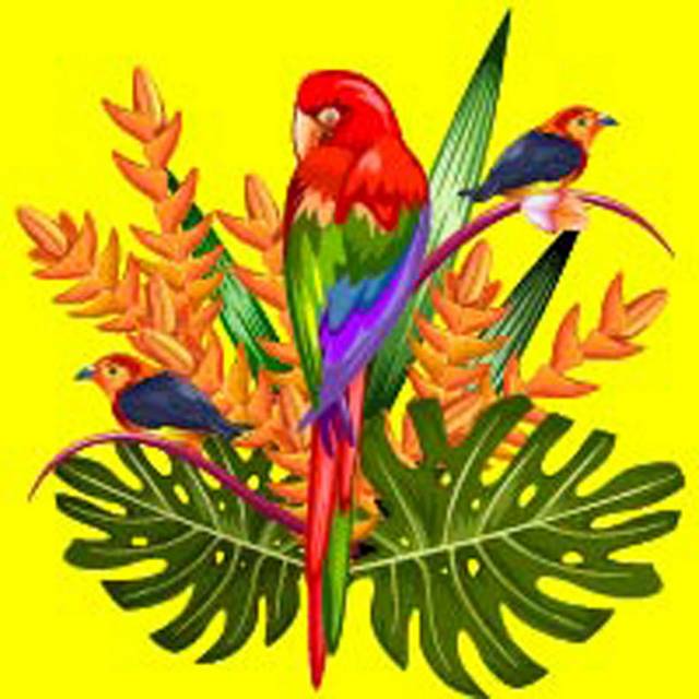 彩色的手绘鹦鹉