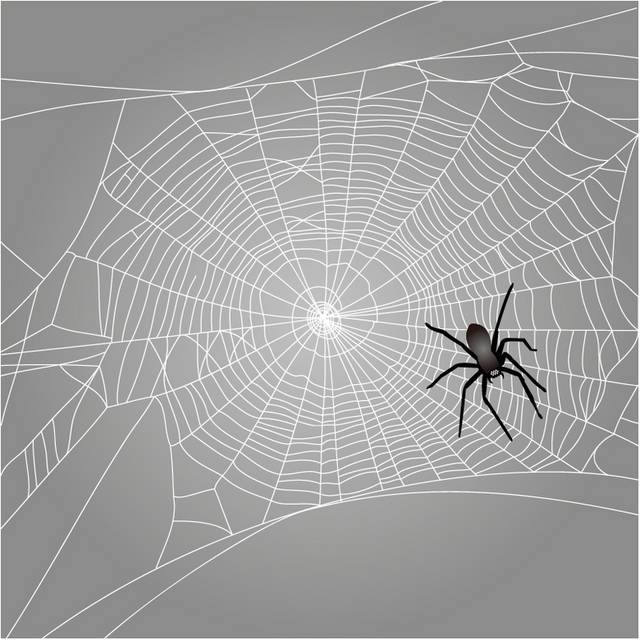 黑色蜘蛛结网素材