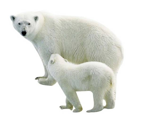 免抠两只北极熊