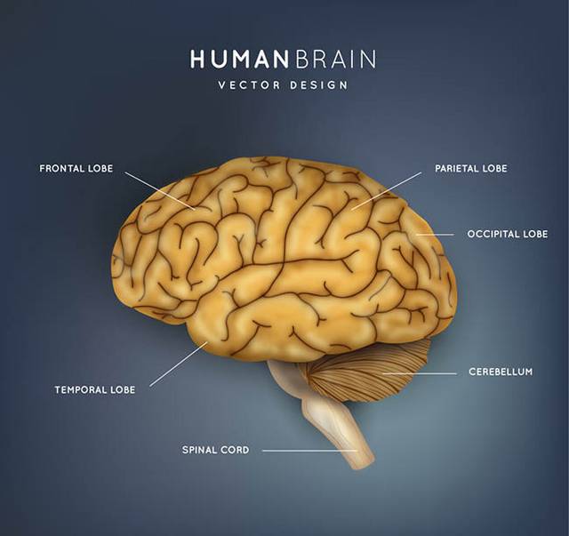 创意大脑结构图矢量图