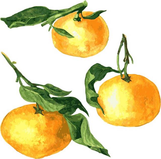 手绘三个橘子素材