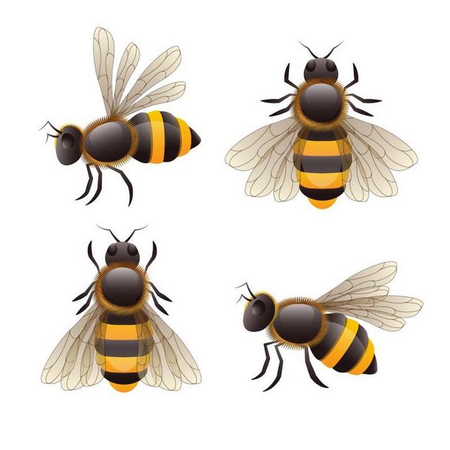 四只矢量蜜蜂
