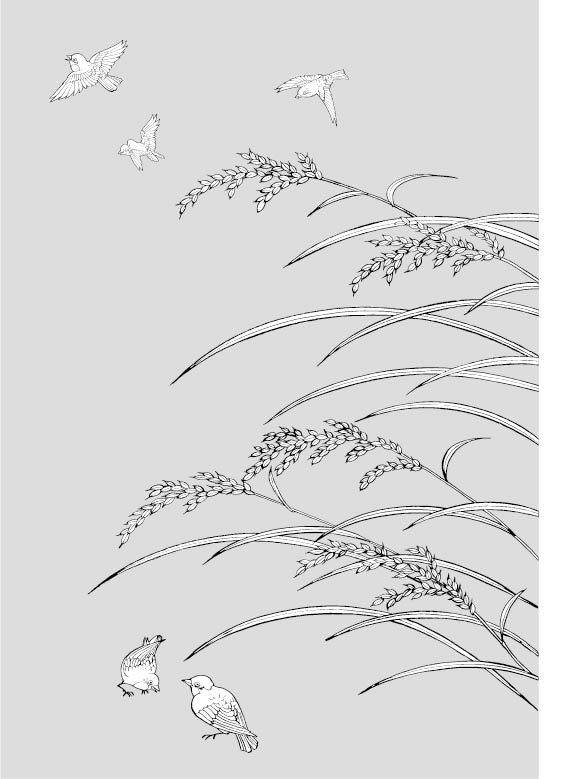 线稿手绘水稻