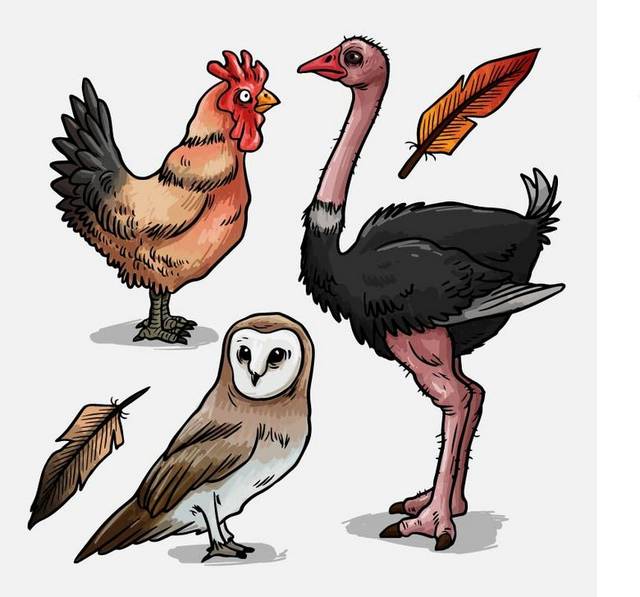 手绘鸵鸟鸡等动物素材