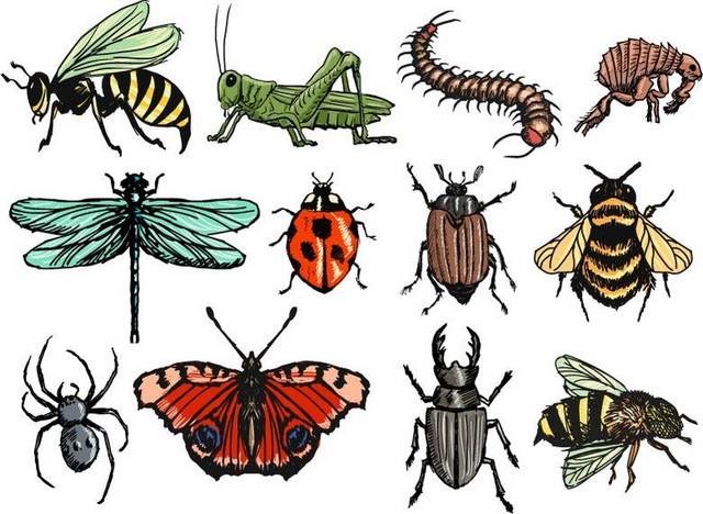 多种手绘昆虫矢量图