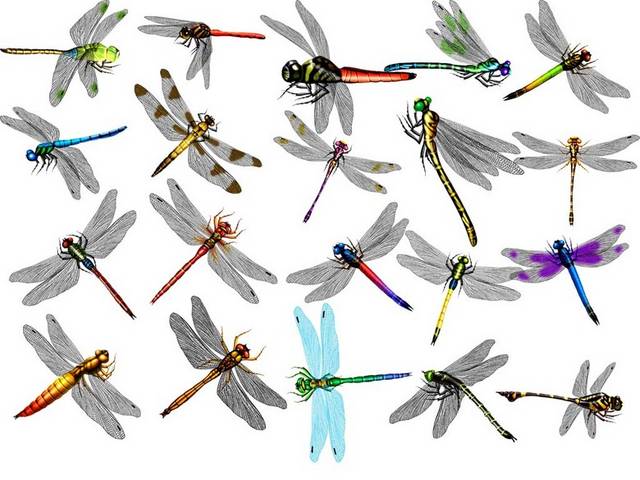 各类蜻蜓素材合集