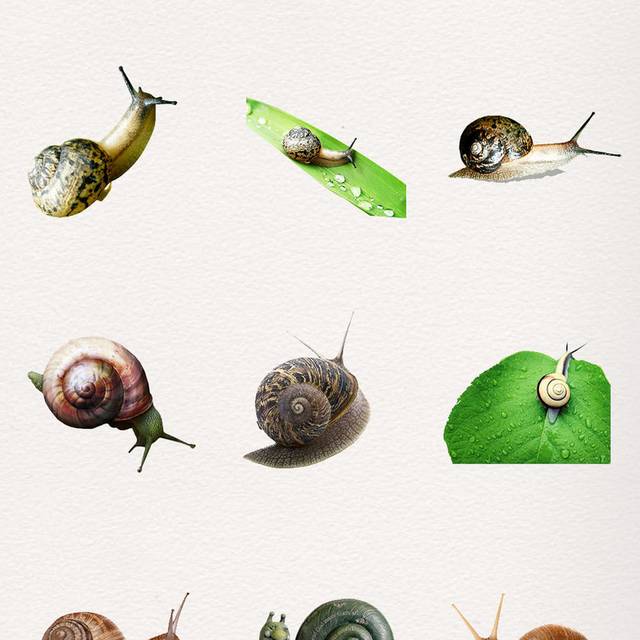 各类蜗牛素材
