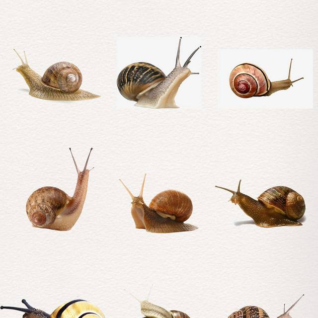 各种蜗牛设计素材