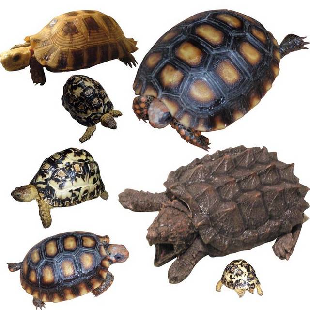 各种乌龟海龟素材