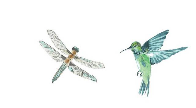 手绘蜻蜓和蜂鸟