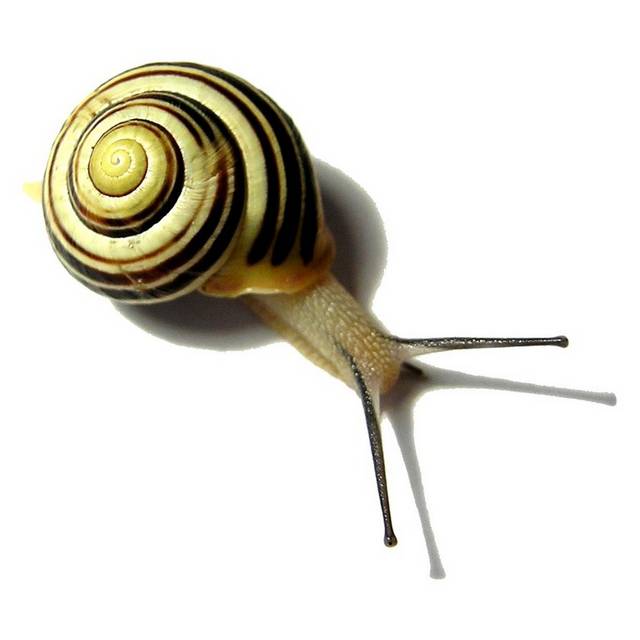 蜗牛设计素材