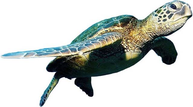 实物海龟