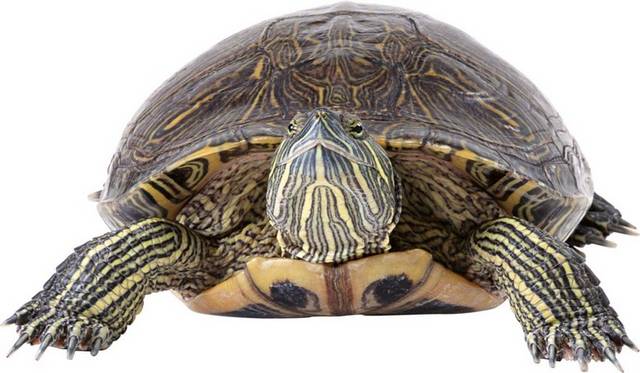 一只海龟