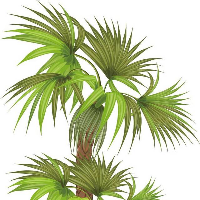 卡通芭蕉