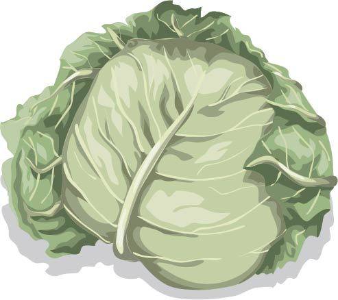 卷心菜