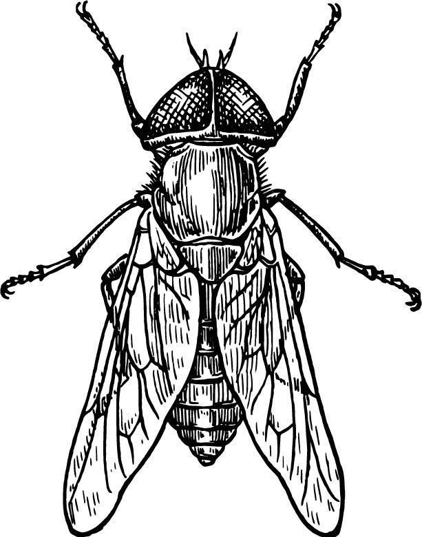 图品汇 设计元素 卡通手绘 矢量素材苍蝇 苍蝇 昆虫 害虫 手绘苍蝇