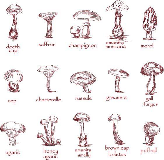 多种蘑菇线稿手绘