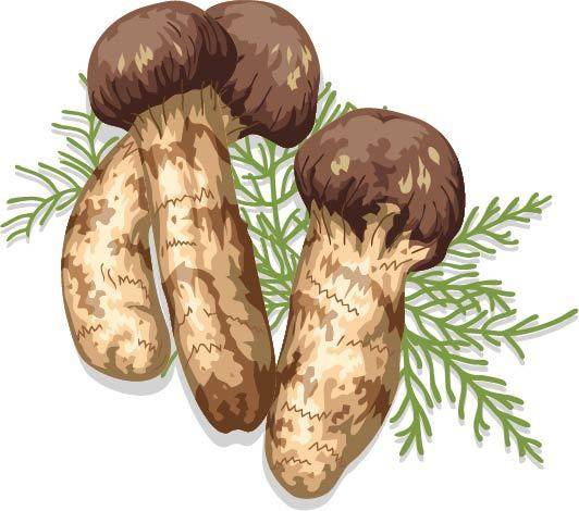 卡通土菌菇