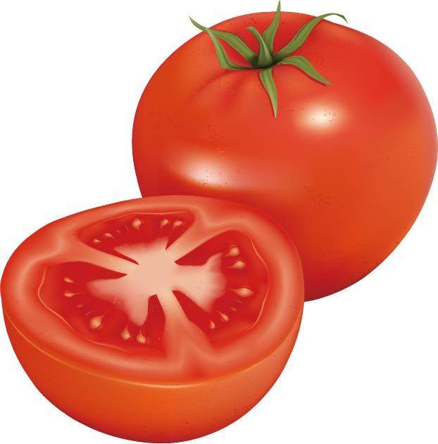 红色西红柿矢量素材