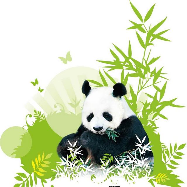 手绘吃竹子的熊猫