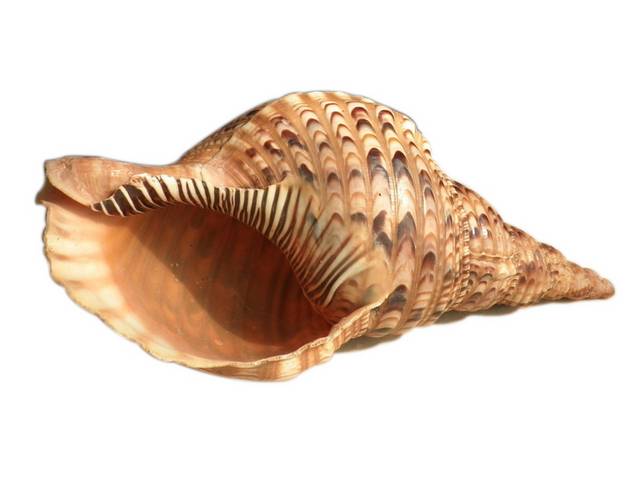 海螺贝壳设计素材