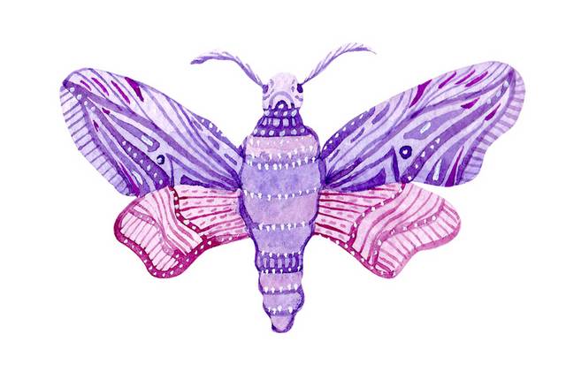 紫色飞蛾素材