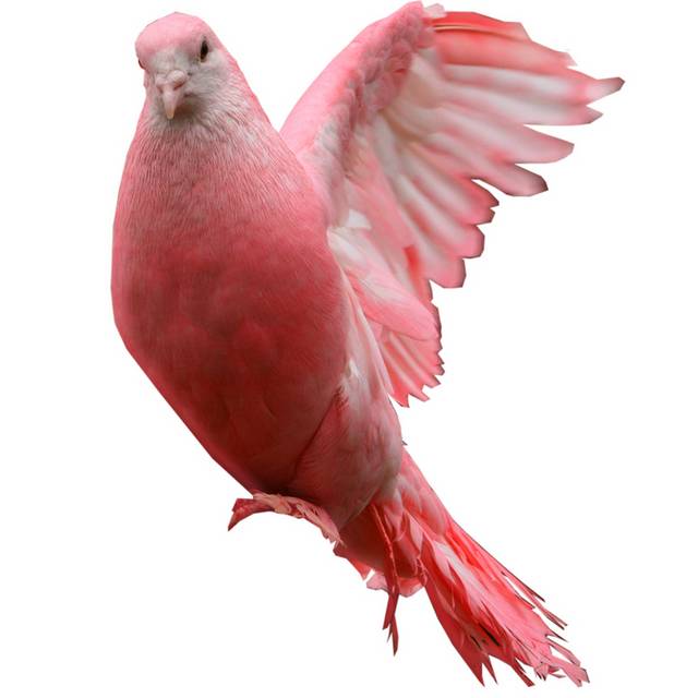 粉红鸽子素材