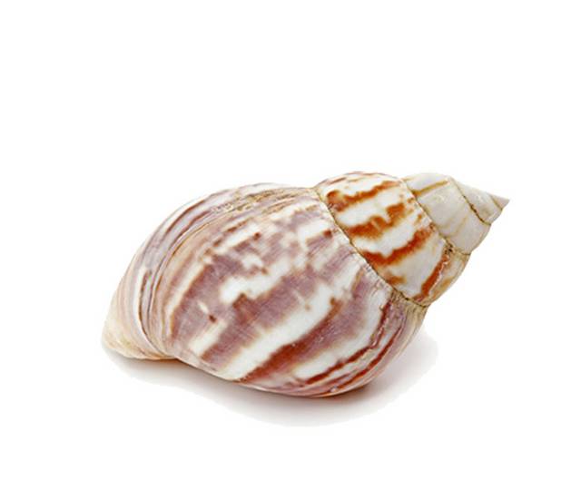 贝壳海螺设计素材