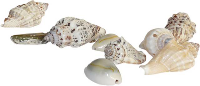 海螺贝壳设计元素素材