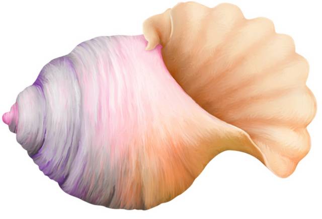 淡紫海螺素材