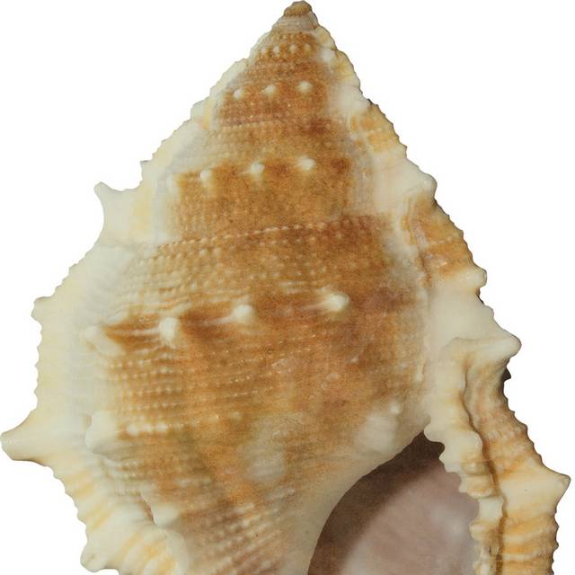 黄色贝壳海螺设计素材