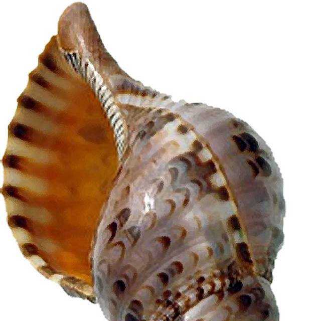 斑点海螺设计素材